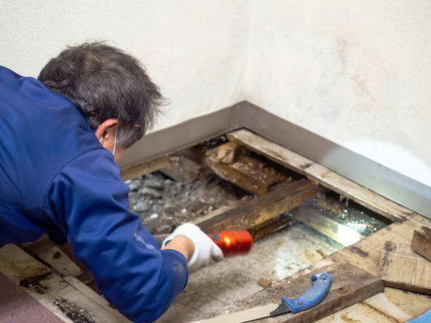 Best Best Mold Removal Companies  in Kinsley, KS