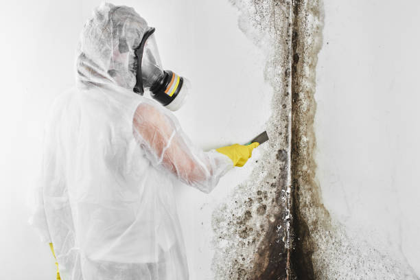 Best Mold Remediation  in Kinsley, KS