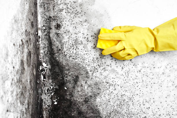 Crawl Space Mold Removal in Kinsley, KS