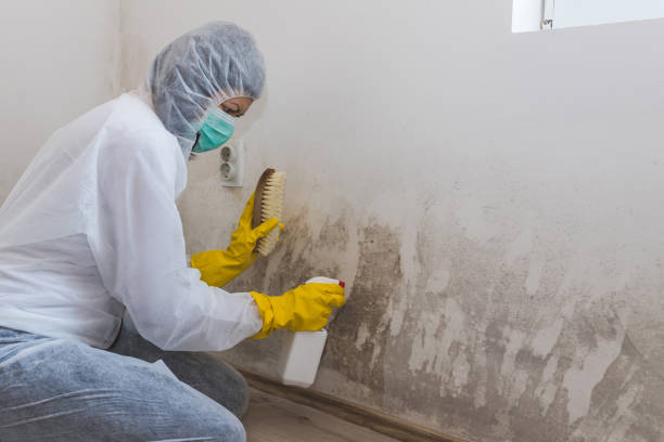 Best Mold Removal Company Near Me  in Kinsley, KS