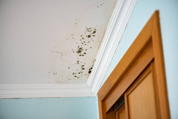 Best Crawl Space Mold Removal  in Kinsley, KS