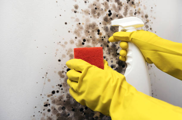 Best Local Mold Removal Service  in Kinsley, KS