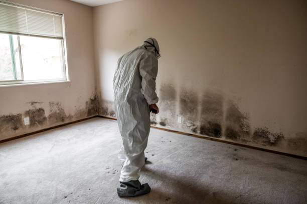 Best Black Mold Removal  in Kinsley, KS