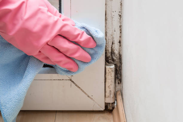 Best Commercial Mold Removal  in Kinsley, KS