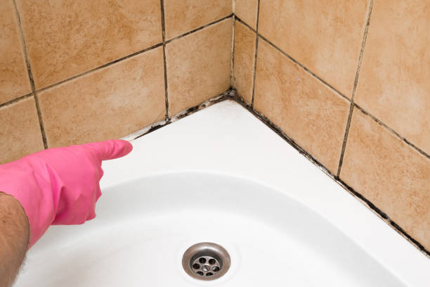 Best Local Mold Removal Service  in Kinsley, KS