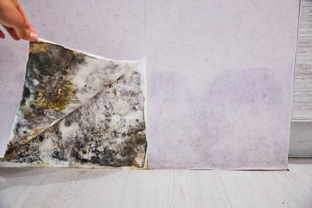 Best Affordable Mold Removal  in Kinsley, KS